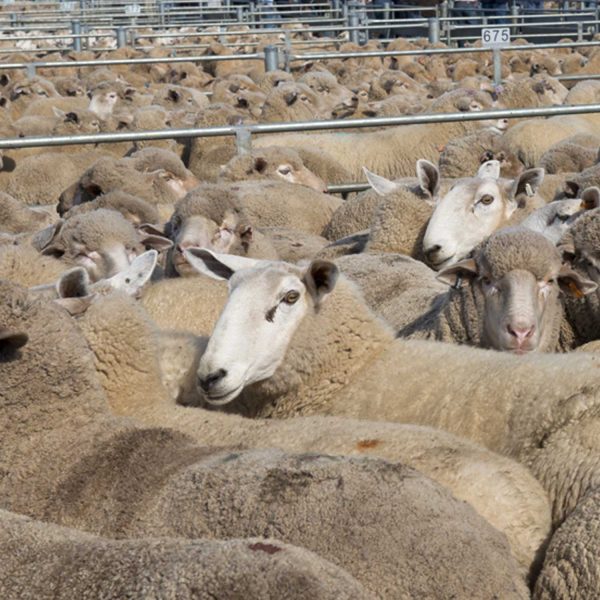 Sheep Equipment - Cavalier Livestock Equipment